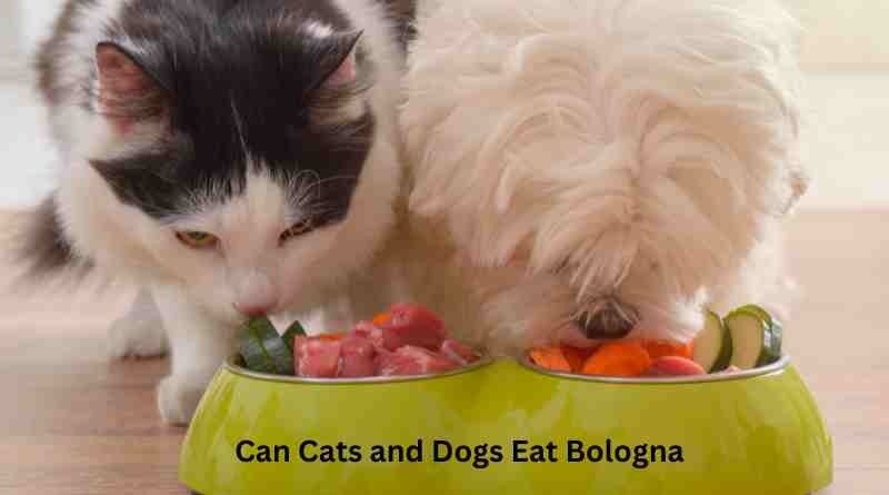 Can Cats and Dogs Eat Bologna Unpacking the Safety and Health Considerations for Your Pets
