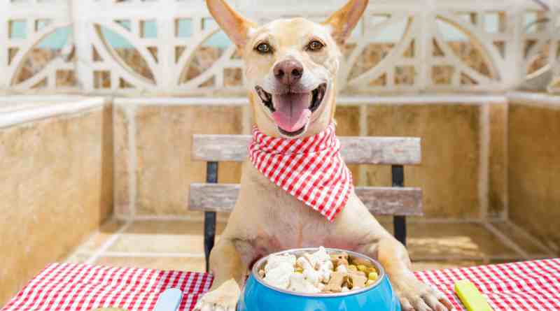 Can Dogs Eat Ranch Dressing Exploring Vet-Approved Nutrition Facts and Health Risks
