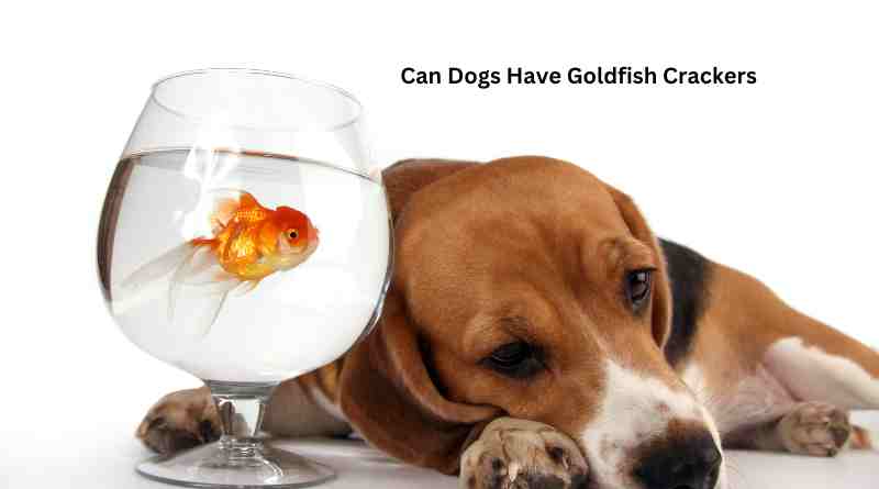 Can Dogs Have Goldfish Crackers? An In-Depth Guide for Pet Owners
