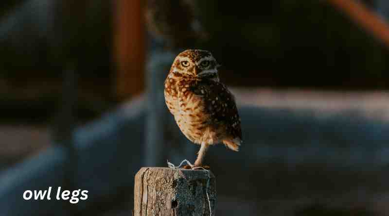 Unveiling the Mystery of Owl Legs: Fascinating Facts and Insights