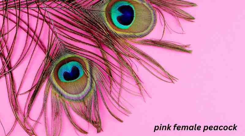 Discovering the Enigmatic Pink Female Peacock: A Rare Ornithological Marvel
