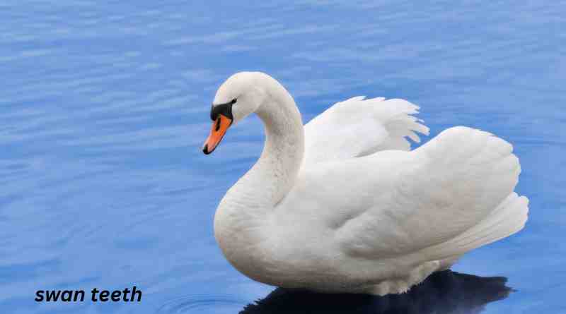 Everything You Need to Know About Swan Teeth: Fascinating Facts and Insights