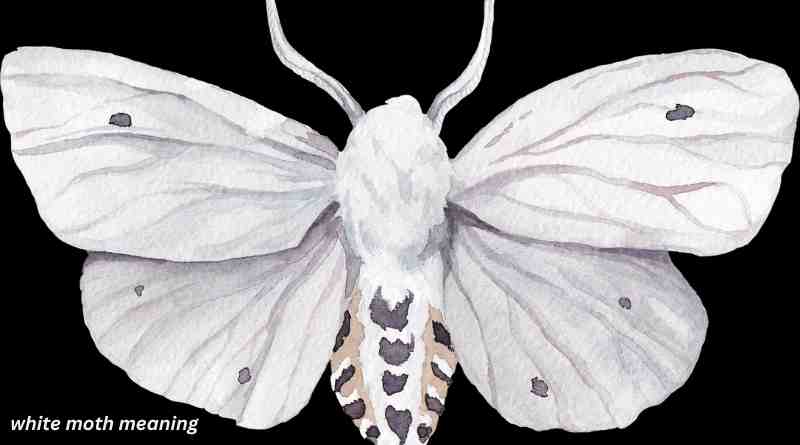 Unveiling the White Moth Meaning: Symbolism and Significance Explained